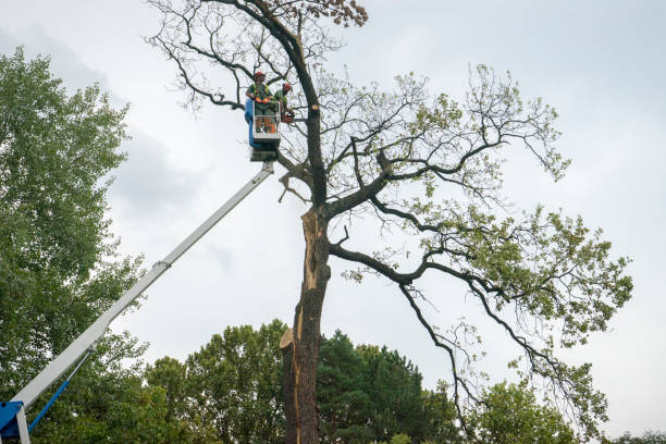 How Our Tree Care Process Works  in  Calipatria, CA