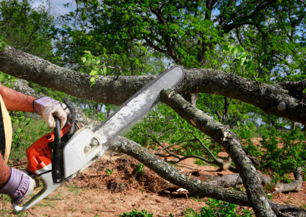 Calipatria, CA Tree Care  Company